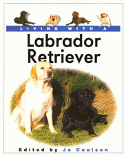 LABRADOR RETRIEVER LIVING WITH 