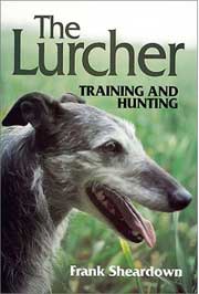 LURCHER TRAINING AND HUNTING