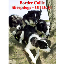 BORDER COLLIE SHEEPDOGS OFF DUTY