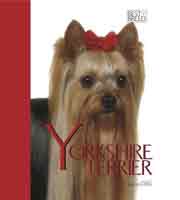 YORKSHIRE TERRIER BEST OF BREED